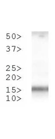 HIST3H3 Antibody (phospho-Thr3/Me2-Lys4)