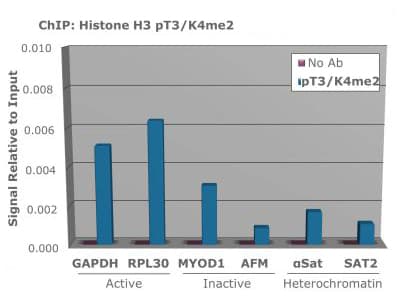 HIST3H3 Antibody (phospho-Thr3/Me2-Lys4)