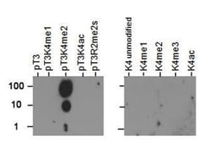 HIST3H3 Antibody (phospho-Thr3/Me2-Lys4)