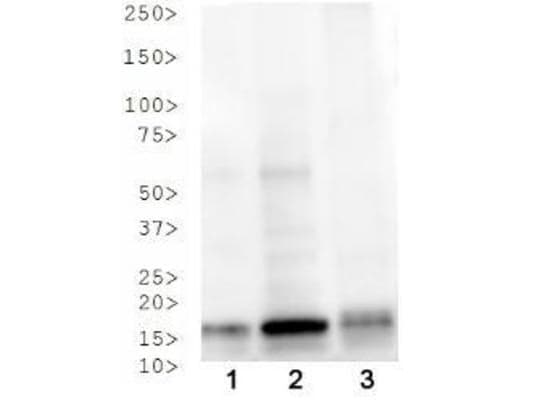 Polyclonal Rabbit anti-Human HIST3H3 Antibody (phospho-Thr3/Ac-Lys4, IHC, IF, WB)