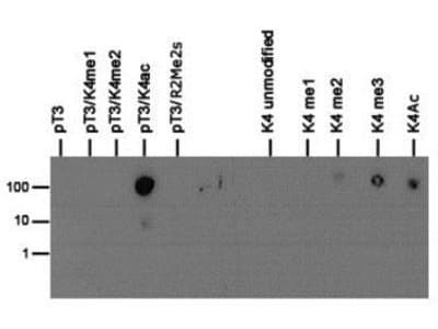 Polyclonal Rabbit anti-Human HIST3H3 Antibody (phospho-Thr3/Ac-Lys4, IHC, IF, WB)