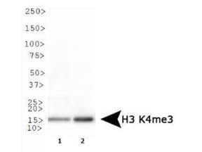 Polyclonal Rabbit anti-Human HIST3H3 Antibody (Me3-Lys4, IHC, IF, WB)