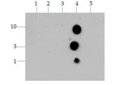 Polyclonal Rabbit anti-Human HIST3H3 Antibody (Me3-Lys4, IHC, IF, WB)