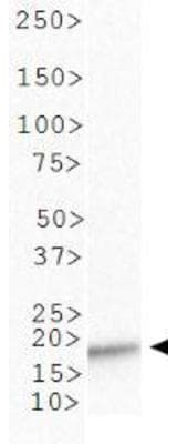 HIST3H3 Antibody (Ac-Lys4)