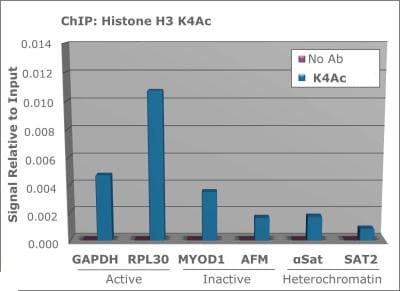 HIST3H3 Antibody (Ac-Lys4)