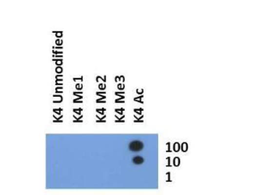 HIST3H3 Antibody (Ac-Lys4)