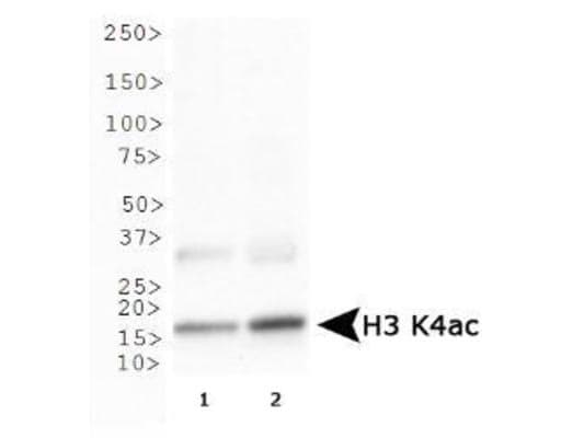 HIST3H3 Antibody (Ac-Lys4)