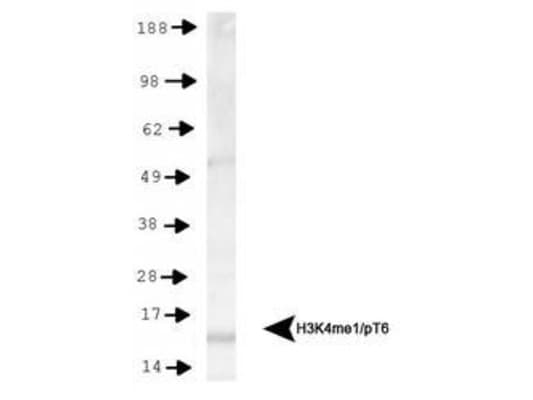Polyclonal Rabbit anti-Human HIST3H3 Antibody (Me-Lys4/pThr6, IHC, IF, WB)