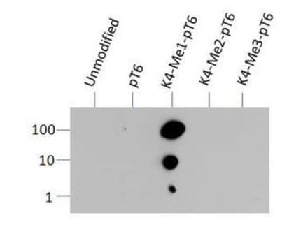 Polyclonal Rabbit anti-Human HIST3H3 Antibody (Me-Lys4/pThr6, IHC, IF, WB)