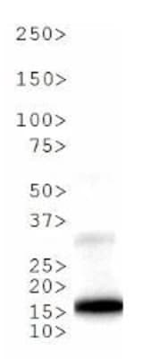 HIST3H3 Antibody (phospho-Thr6/Me-Lys9)