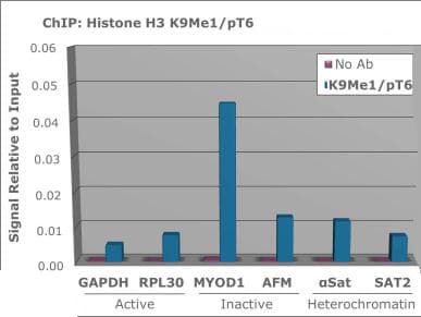 HIST3H3 Antibody (phospho-Thr6/Me-Lys9)