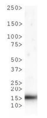 HIST3H3 Antibody (phospho-Thr6/Me-Lys9)