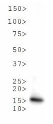 HIST3H3 Antibody (phospho-Thr6/Me-Lys9)