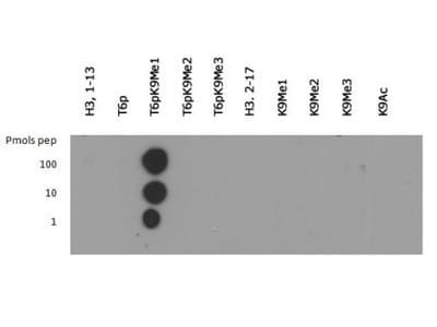 HIST3H3 Antibody (phospho-Thr6/Me-Lys9)