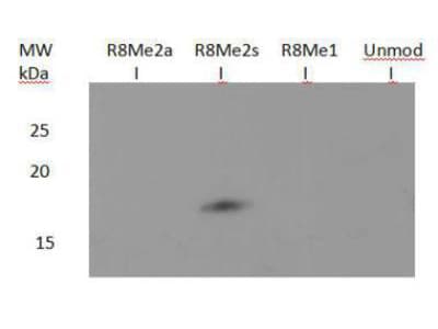 Polyclonal Rabbit anti-Human HIST3H3 Antibody (Sym-Me2-Arg8, WB)