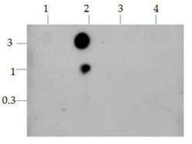 HIST3H3 Antibody (Ac-Lys9/14)