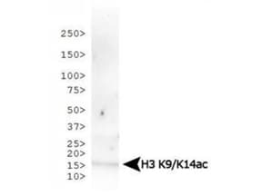 HIST3H3 Antibody (Ac-Lys9/14)