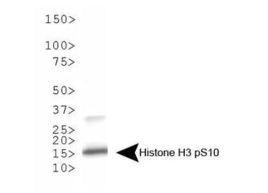 Polyclonal Rabbit anti-Human HIST3H3 Antibody (phospho-Ser10, IHC, IF, WB)