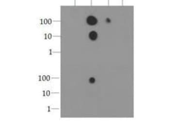 Polyclonal Rabbit anti-Human HIST3H3 Antibody (phospho-Ser10, IHC, IF, WB)