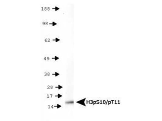 HIST3H3 Antibody (phospho-Ser10/pThr11)