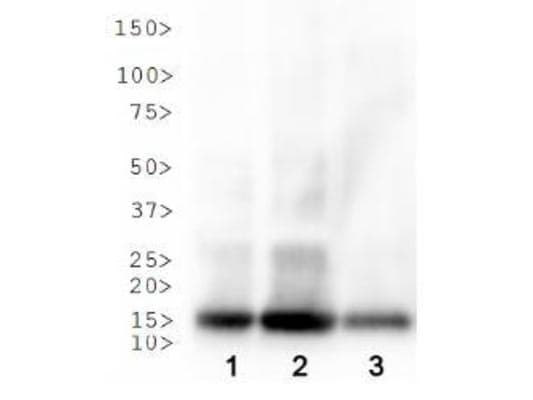 Polyclonal Rabbit anti-Human HIST3H3 Antibody (Ac-Lys18, IHC, IF, WB)