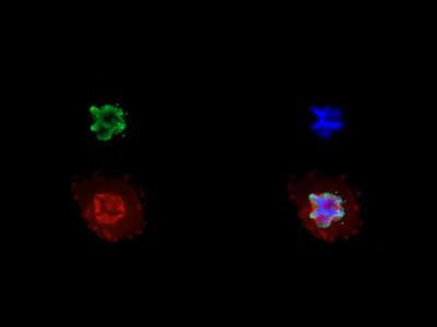 Polyclonal Rabbit anti-Human HIST3H3 Antibody (Me3-Lys27/pThr28, IHC, IF, WB)