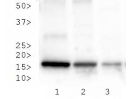 Polyclonal Rabbit anti-Human HIST3H3 Antibody (Me3-Lys27/pThr28, IHC, IF, WB)