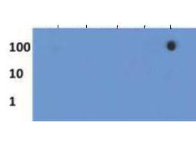 Polyclonal Rabbit anti-Human HIST3H3 Antibody (Me3-Lys27/pThr28, IHC, IF, WB)