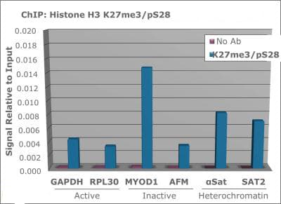 Polyclonal Rabbit anti-Human HIST3H3 Antibody (Me3-Lys27/pThr28, IHC, IF, WB)