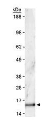 Polyclonal Rabbit anti-Human HIST3H3 Antibody (Me2-Lys36, IHC, IF, WB)