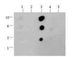 Polyclonal Rabbit anti-Human HIST3H3 Antibody (Me2-Lys36, IHC, IF, WB)