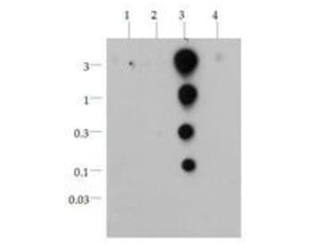 HIST3H3 Antibody (Ac-Lys36)