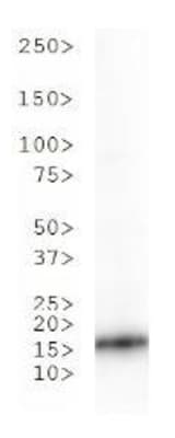 HIST3H3 Antibody (Ac-Lys36)