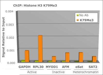 Polyclonal Rabbit anti-Human HIST3H3 Antibody (Me3-Lys79, IHC, IF, WB)