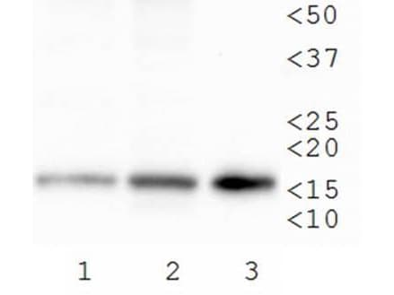 Polyclonal Rabbit anti-Human HIST3H3 Antibody (Me3-Lys79, IHC, IF, WB)