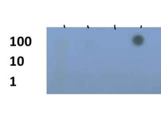 Polyclonal Rabbit anti-Human HIST3H3 Antibody (Me3-Lys79, IHC, IF, WB)