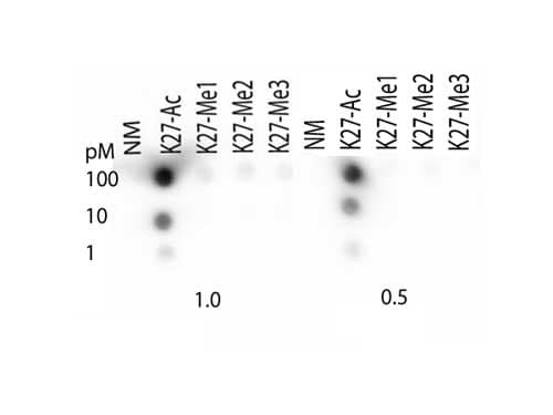 HIST3H3 Antibody (Ac-Lys27)