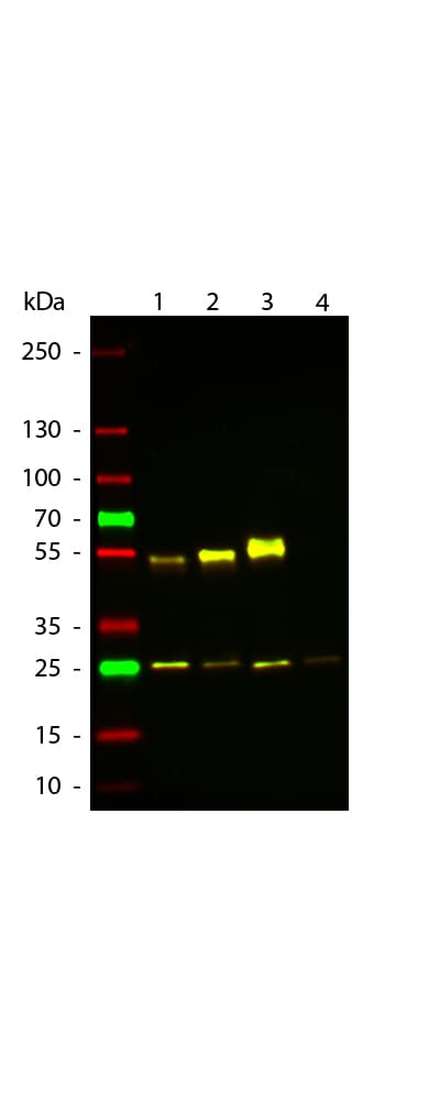Rabbit Anti-Mouse IgG Secondary Antibody (Atto 594)