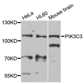 Polyclonal Rabbit anti-Human PIK3C3 / VPS34 Antibody (IHC, WB)