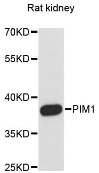 Polyclonal Rabbit anti-Human PIM1 / Pim-1 Antibody (WB)