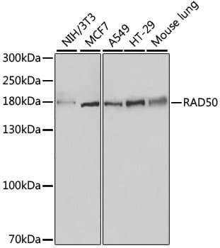 Polyclonal Rabbit anti-Human RAD50 Antibody (IHC, WB)