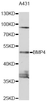 Polyclonal Rabbit anti-Human BMP4 Antibody (IF, WB)