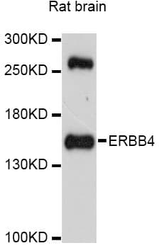 Polyclonal Rabbit anti-Human ERBB4 / HER4 Antibody (WB)