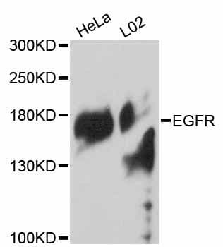 EGFR Antibody