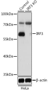 Polyclonal Rabbit anti-Human IRF3 Antibody (IHC, WB)