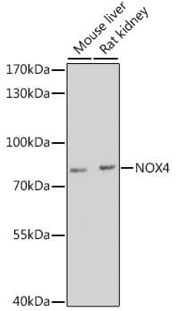 Polyclonal Rabbit anti-Human NOX4 Antibody (WB)