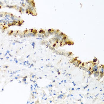 Polyclonal Rabbit anti-Human BMP4 Antibody (IHC, IF)