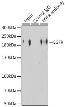 EGFR Antibody