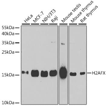 Polyclonal Rabbit anti-Human H2AFX / H2AX Antibody (IHC, IF, WB)