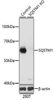SQSTM1 Antibody
